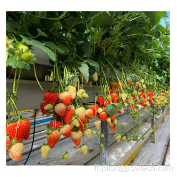 Greenhouse hydroponique en serre à fraises multipan